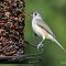 Handsome Tufted Titmouse
