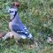 Blue jay without tail feathers