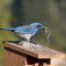 Woodhouse’s Scrub Jay with a Mouse
