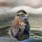 White Throated Sparrow Bathing