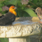 Yellow-headed Blackbird and Starling