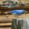 Bluebird sneak attack!