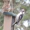 Woodpecker, Interrupted