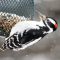 Hairy Woodpecker male