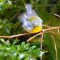 Parula Warbler