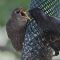 Feeding a Baby Starling Some Suet