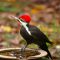 a drink after pileated woodpeckers daily visit to the suet