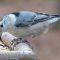 Female White-breasted Nuthatch visits a tray feeder