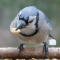 Blue Jay gets the peanuts