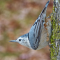 Female White-breasted Nuthatch