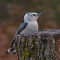 White-breasted Nuthatch female