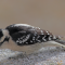 Downy Woodpecker dealing with the ice cover