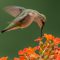 Hummingbird and Orange