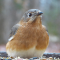 Female Bluebird visits a feeder on a bad day