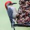 Woodrow the Red-bellied Woodpecker stops by for Second Breakfast