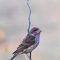 Purple Finch Showing its Color