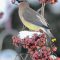 Waxwing on the Feed