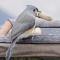 Tufted Titmouse with one of its favorites