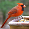 Male Northern Cardinal at a tray feeder
