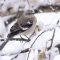 Mockingbird in snow