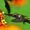 Hummingbird at Lantana flowers