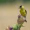 American Goldfinch Collecting Thistle