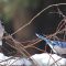 Blue Jay Pair in Snow Gathering Seeds