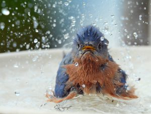 bluebird bath time