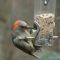 Woodpecker at the Feeder