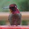Male Anna Hummingbird