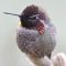 Male Anna Hummingbird