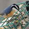 Nuthatch Nesting At The Suet