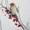 A Lonely Pine Grosbeak Seen After A Snowsquall