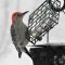 Red-bellied In A Blizzard Eating Suet