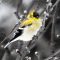 Gorgeous Winter Male Goldfinch