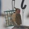 Male yellow shafter northern flicker at the suet feeder