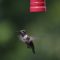 Beautiful Juvenile Ruby-throated hummingbird