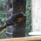 Icy Oriole