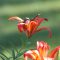 Hummingbird in Day Lily