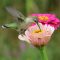 Hummingbirds Love Zinnias!