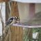 Downy woodpecker eating seed on a cold day!