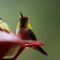 Hummingbird stare down