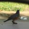 American Robin with calcified-looking legs
