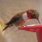Rufous Hummingbird at Feeder
