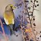 Evening Grosbeak at the Cotoneaster