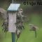 A happy swarm of Bushtit’s at the suet feeder