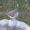 Northern Mockingbird  At Water Dish