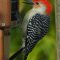 Male Red-bellied Woodpecker at the suet feeder.