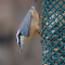 Red-breasted Nuthatch at Feeder