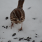 Song Sparrow with Seeds
